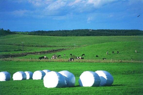 牧草用サイレージフィルム「モーラップ」を販売開始-2